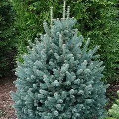 Пихта субальпийская Глаука