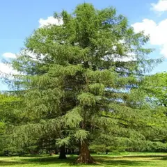 Лиственница европейская