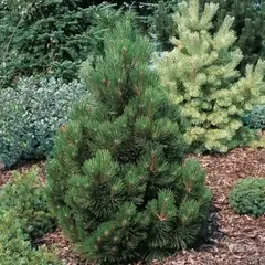 Сосна веймутова Денса Хил