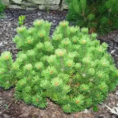 Сосна горная Петерле