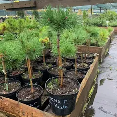 Сосна крючковатая Хорни Хейзл на штамбе