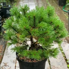 Сосна чёрная Компакта