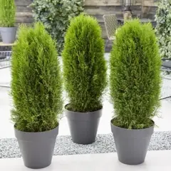 Туя западная Тотем Смарагд