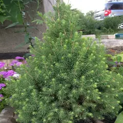 Ель сизая (канадская) Десембер