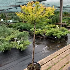 Лиственница Кемпфера Мэджик Голд на штамбе