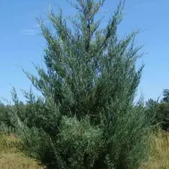 Можжевельник виргинский Бурки