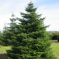 Пихта Нордмана