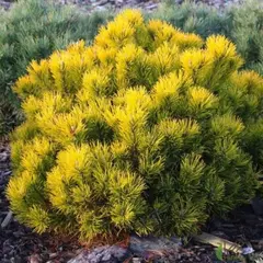 Сосна горная Винтер Голд