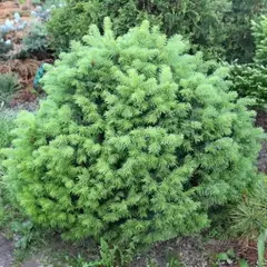 Пихта субальпийская Грин Глоб