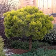 Сосна горная Карстен на штамбе