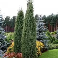 Можжевельник обыкновенный Хиберника