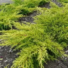 Можжевельник средний Голдкиссен 