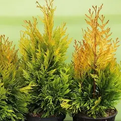 Туя складчатая Голди