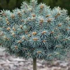 Ель колючая Блю Болл на штамбе