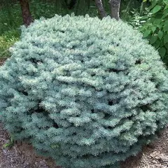 Ель колючая Брынек