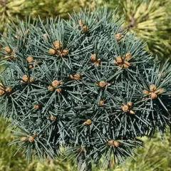 Ель колючая Брынек на штамбе