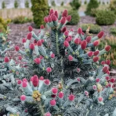 Ель колючая Герман Нау на штамбе