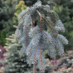 Ель колючая Блюз на штамбе