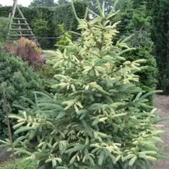 Ель сизая (канадская) Дент