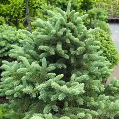 Ель сизая (канадская) Жозеп Райс