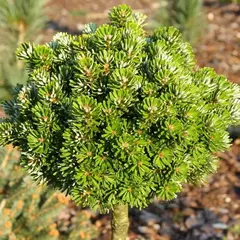 Пихта корейская Велленсейнд на штамбе