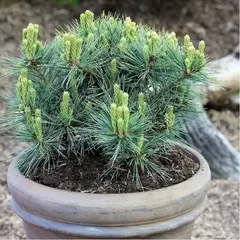 Сосна веймутова Крюгерс Лилипут