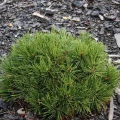 Сосна белокорая (Гельдрейха) Греция