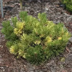 Сосна горная Альбовариегата Панох