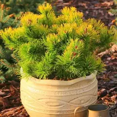 Сосна горная Литл Голд Стар