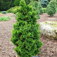 Туя западная Зматлик