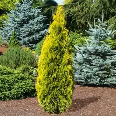 Туя западная Янтарь