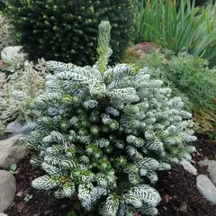 Пихта корейская Когоутс Айсбрекер