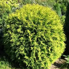 Туя западная Селена