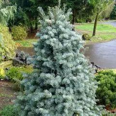 Пихта одноцветная Арчерз Дварф