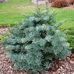 Пихта одноцветная Компакта