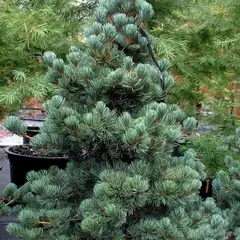 Сосна кедровая Глаука