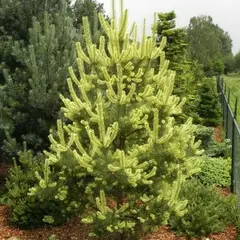 Сосна обыкновенная Канделайт