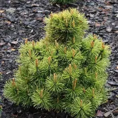 Сосна горная Винтерсонн