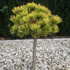 Сосна горная Винтерсонн на штамбе