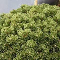 Сосна горная Сатурн