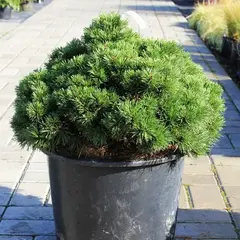 Сосна горная Альгау