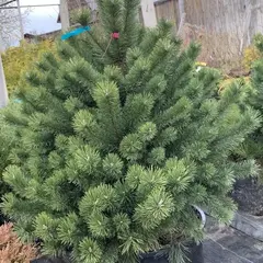 Сосна горная Унцината