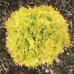 Туя западная Амбер Глоу