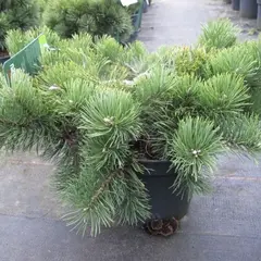 Сосна горная Краускопф