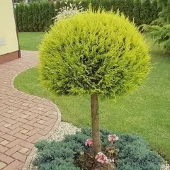 Туя западная Мириам на штамбе