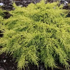 Можжевельник средний Кинг оф Спринг