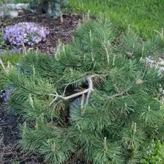 Сосна обыкновенная Хилсайд Крипер