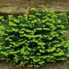 Пихта корейская Бриллиант