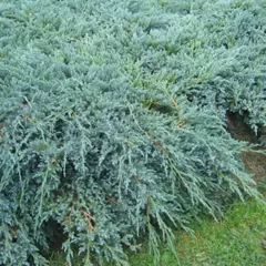Можжевельник чешуйчатый Блю Карпет