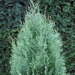 Кипарисовик Лавсона Вайт Спот